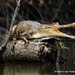 細嘴狹吻鱷 - Photo 由 Markus  Lilje 所上傳的 (c) Markus  Lilje，保留部份權利CC BY-NC-ND
