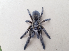 Ceratogyrus dolichocephalus