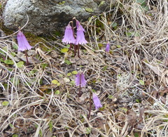 Soldanella
