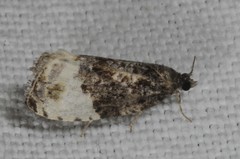 Hedya pruniana