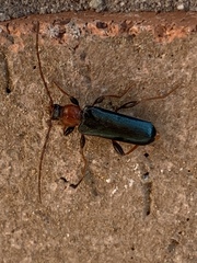 Phymatodes testaceus
