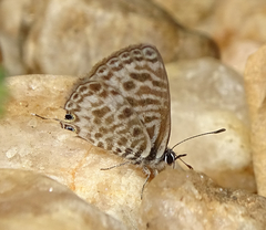 Leptotes pirithous pirithous