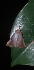 Hypena jonesalis