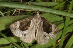 Hypena crassalis