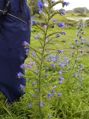 Echium vulgare