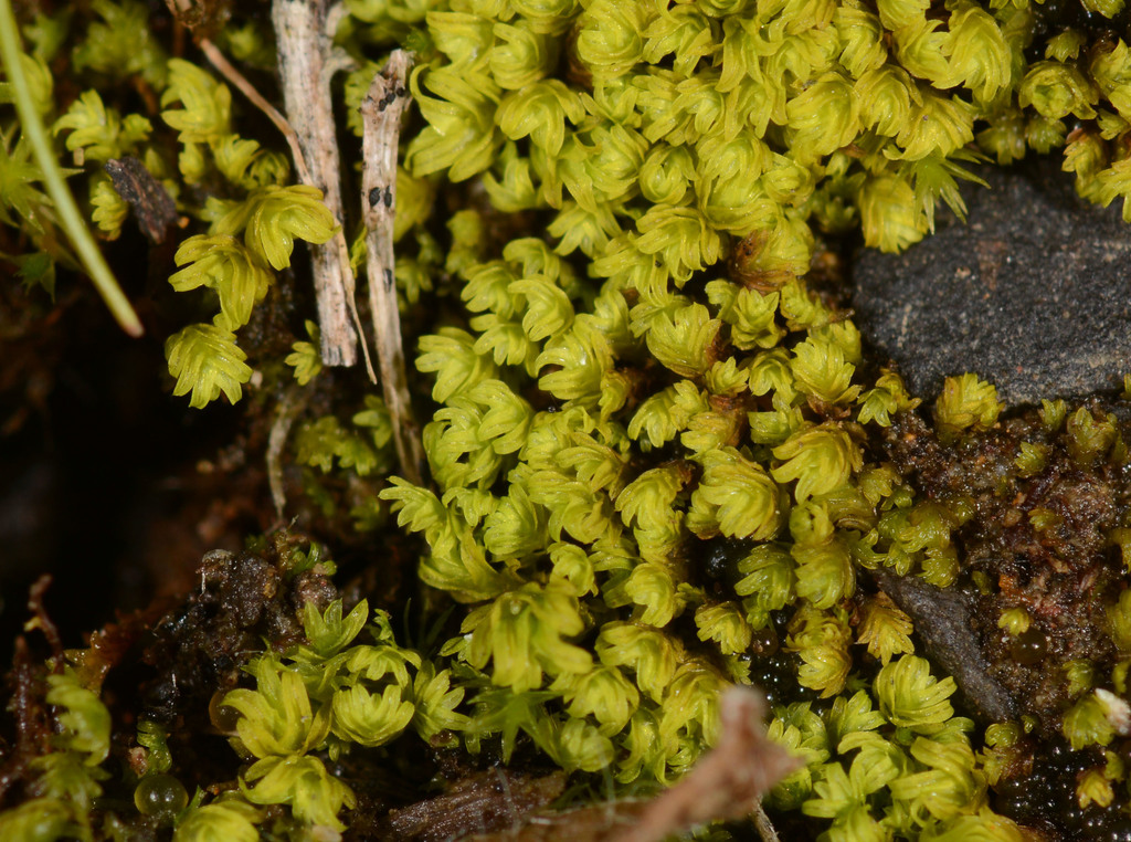 Fissidens megalotis