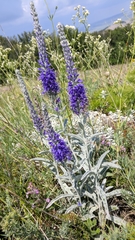Veronica hololeuca