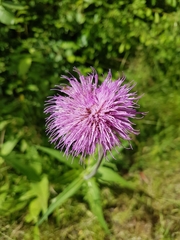 Cirsium heterophyllum