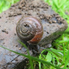 Trochulus striolatus