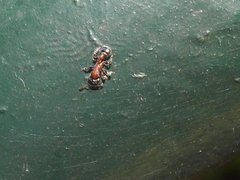 Dilobocondyla fouqueti
