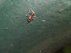 Dilobocondyla fouqueti