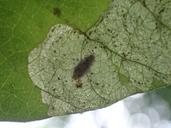 Sumitrosis rosea