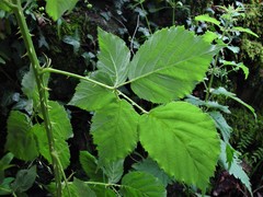 Rubus incurvatiformis