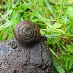 Trochulus striolatus