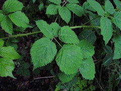 Rubus incurvatiformis