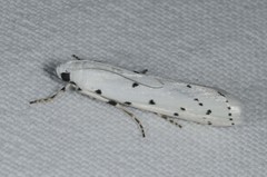 Myelois circumvoluta