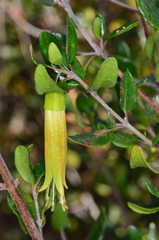 Correa glabra