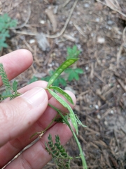 Desmanthus acuminatus
