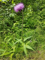 Cirsium heterophyllum