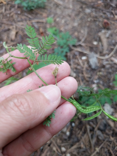 Image of Wild Tantan (Desmanthus acuminatus) by (c) Alison Northup, some rights reserved (CC BY)