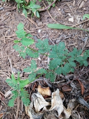 Desmanthus acuminatus