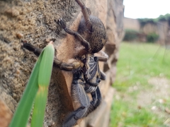 Ceratogyrus dolichocephalus