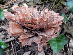 Podoscypha multizonata