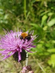Bombus pascuorum