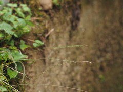 Agrostis clavata