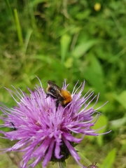 Bombus pascuorum
