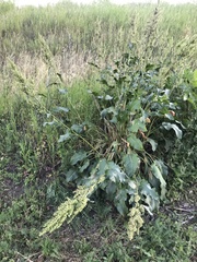 Rumex patientia