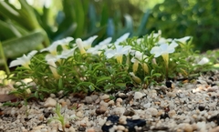 Oxalis pusilla