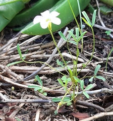 Oxalis pusilla