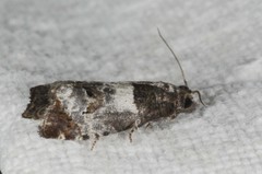 Notocelia trimaculana