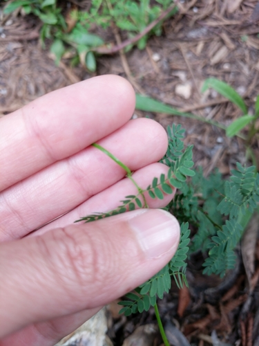 Image of Wild Tantan (Desmanthus acuminatus) by (c) Alison Northup, some rights reserved (CC BY)