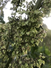 Rumex patientia