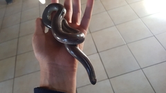 Afrotyphlops mucruso