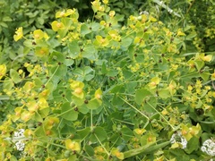 Euphorbia esula