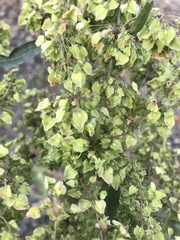Rumex patientia