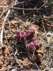 Maihueniopsis