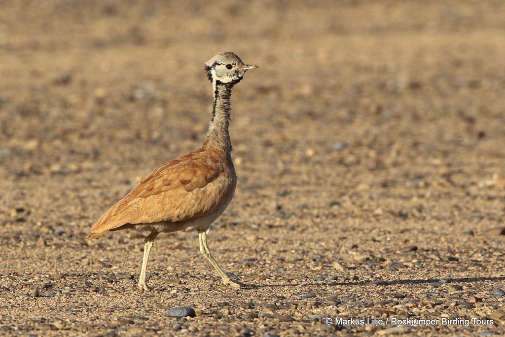 Rüppell's Bustard (Heterotetrax rueppelii) photo