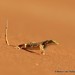 Shovel-snouted Lizard - Photo (c) Markus  Lilje, some rights reserved (CC BY-NC-ND), uploaded by Markus  Lilje