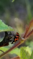 Harmonia axyridis