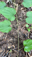 Dioscorea villosa