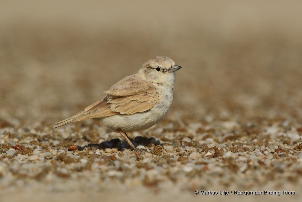 Gray's Lark photo