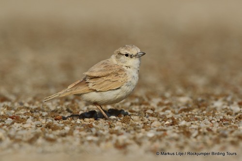 Gray's Lark