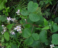 Rubus nemoralis