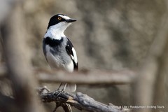 Lanioturdus torquatus