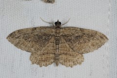 Philereme transversata