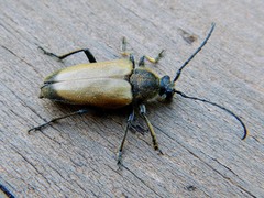 Trigonarthris subpubescens